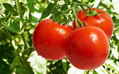 吃什么蔬菜去痘印好 西红柿能去痘印吗
